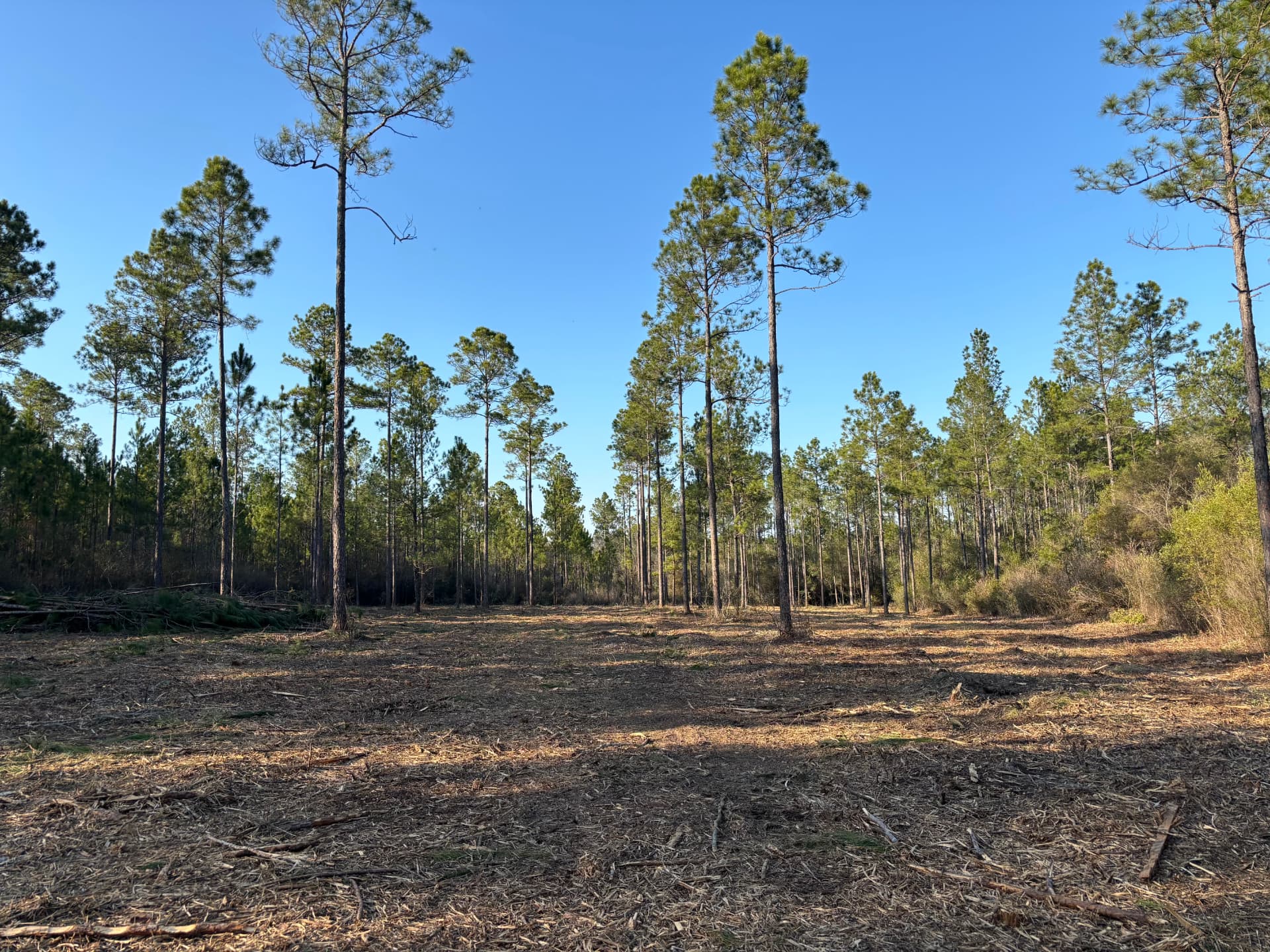 Property Reclamation work by Sherling Outdoor Solutions on an Alabama Gulf Coast property