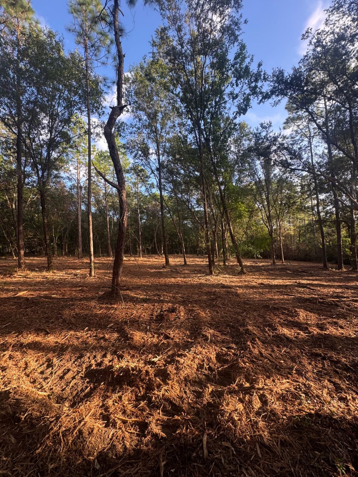 Thick understory cleared back to a fresh mulch layer