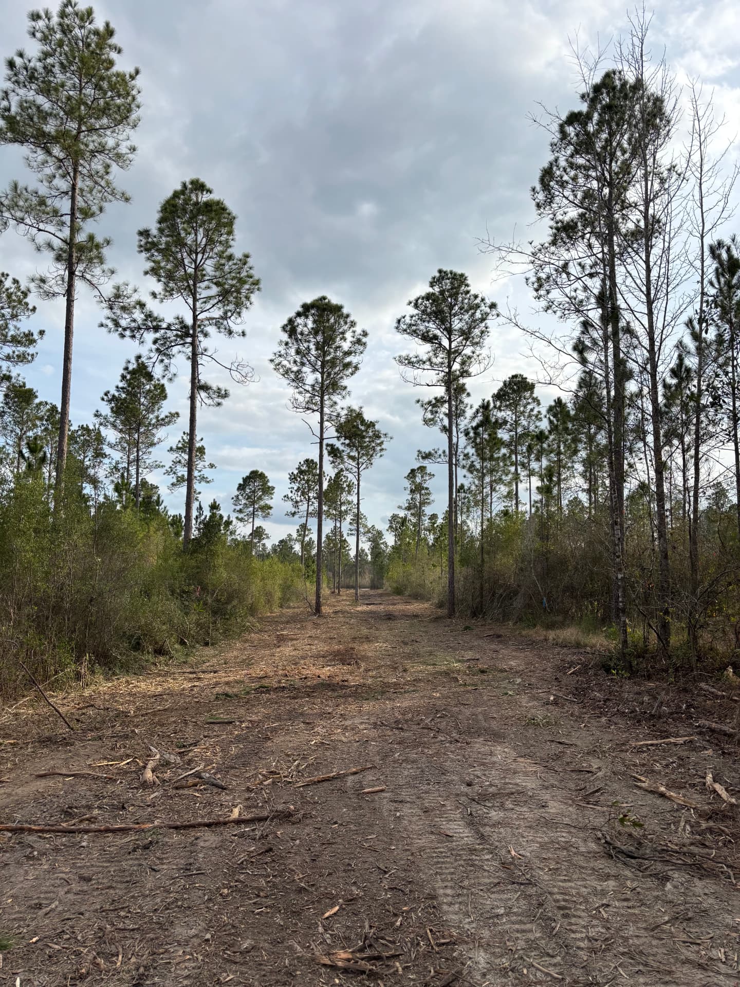 Excavation & Site Preparation work by Sherling Outdoor Solutions on an Alabama Gulf Coast property