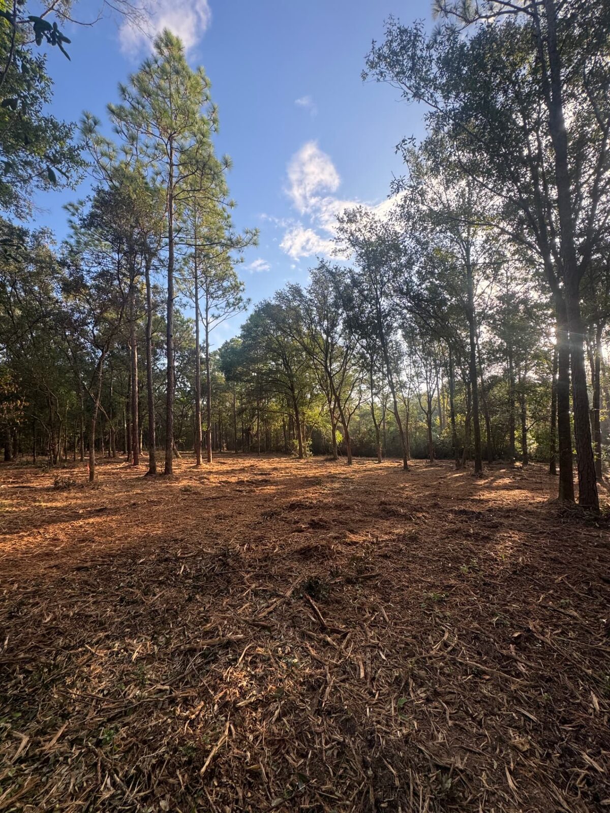 Wooded lot mulched to open ground with the pines and oaks left standing