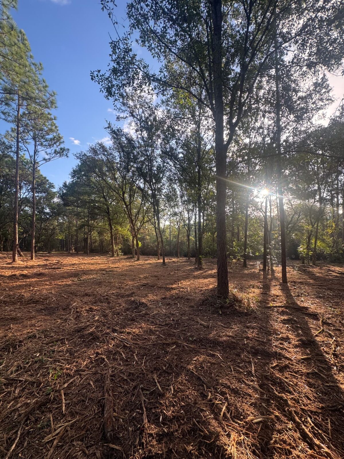 Underbrush mulched out beneath mature hardwoods and pines